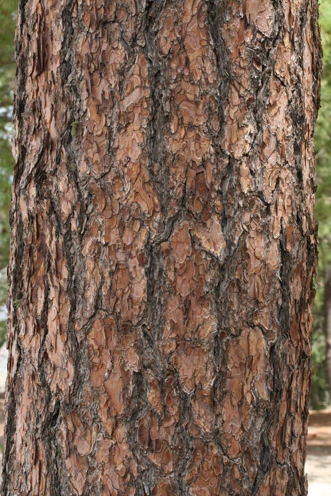 Borovice arizonská 12