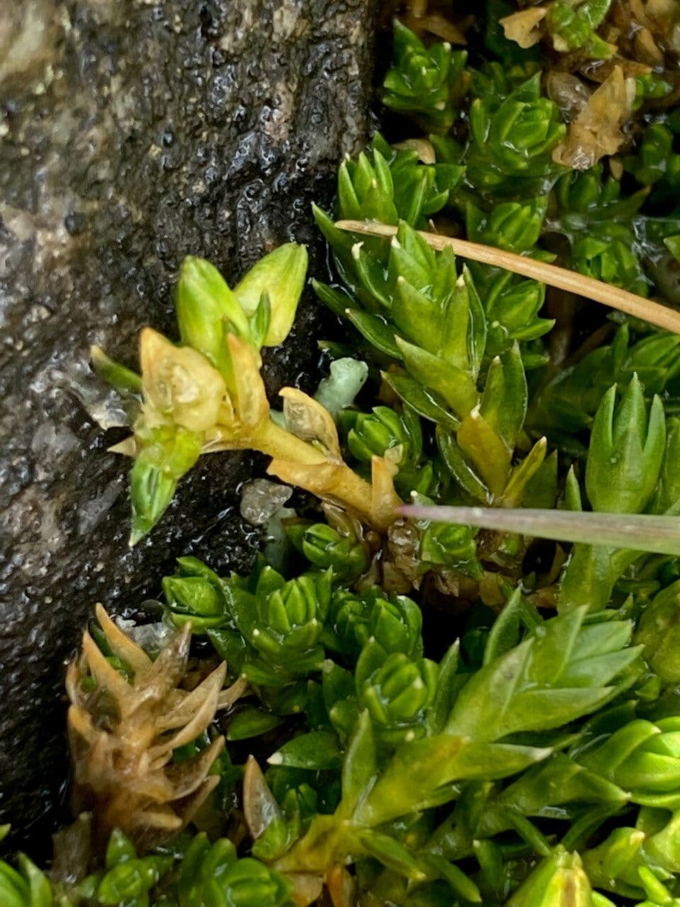 Arenaria