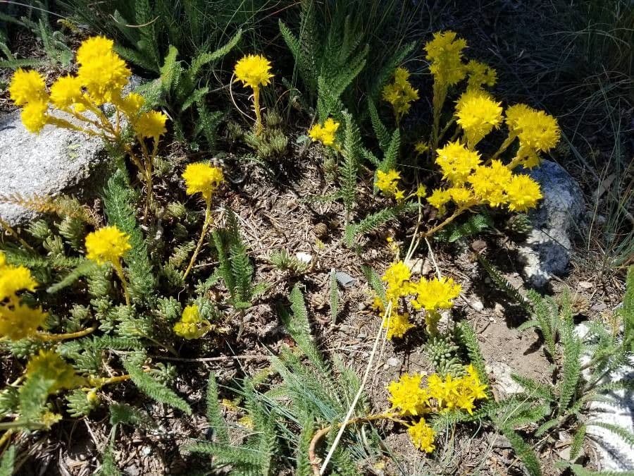 Sedum lanceolatum 5