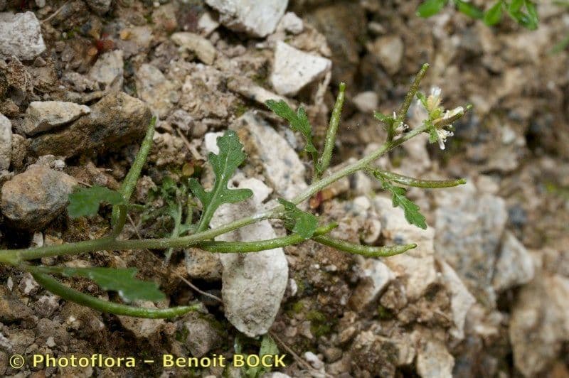 Erucastrum supinum 9