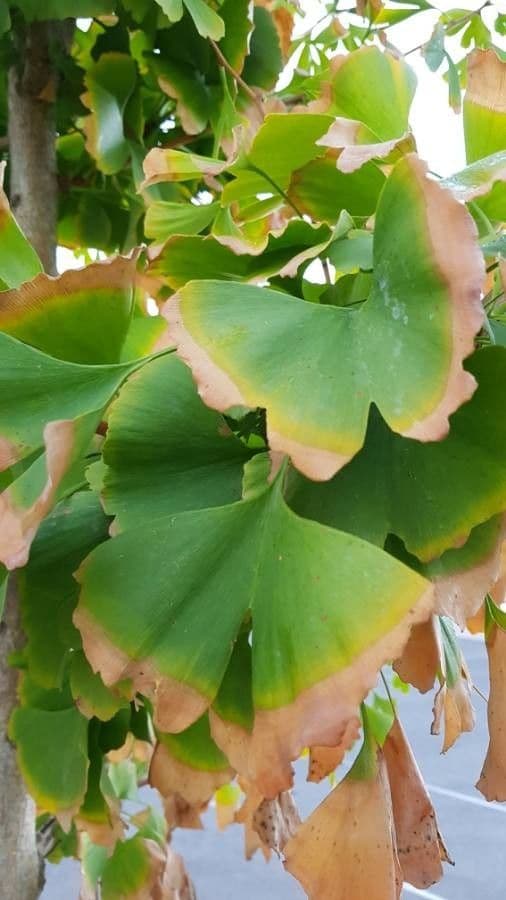 Ginkgo 19