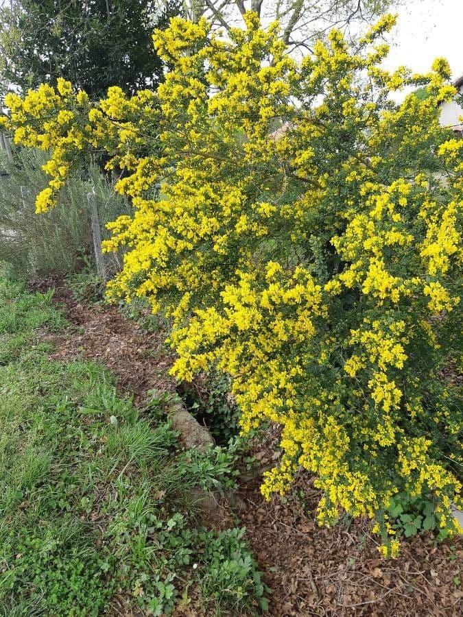 Citiso di Montpellier 12