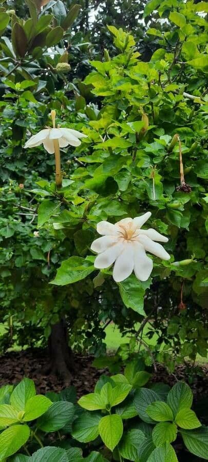 Gardenia 7