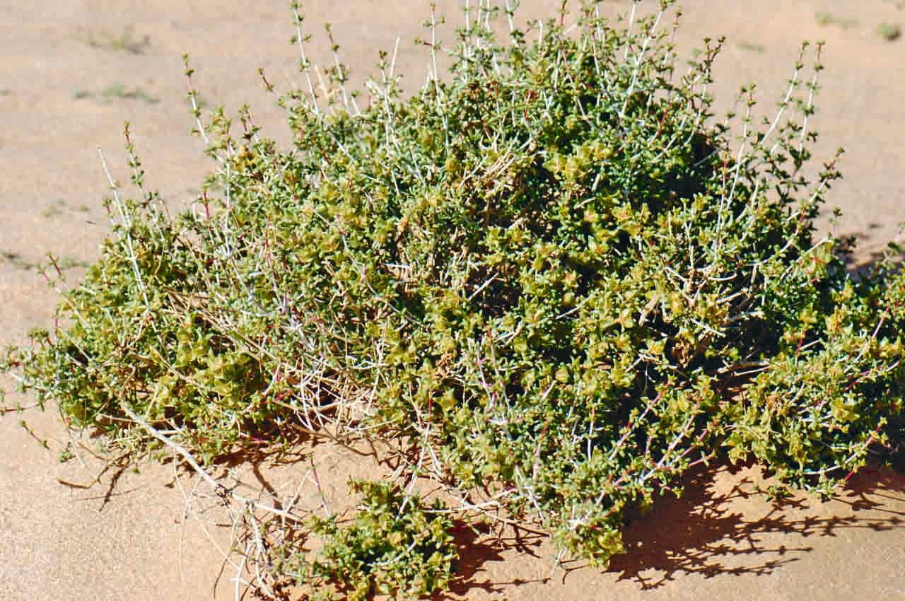 Nucularia 9