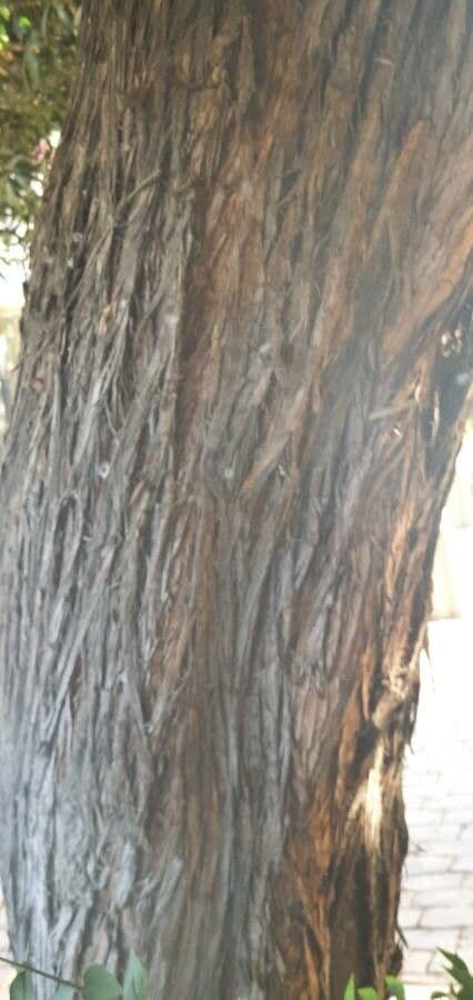 Podocarpus 7