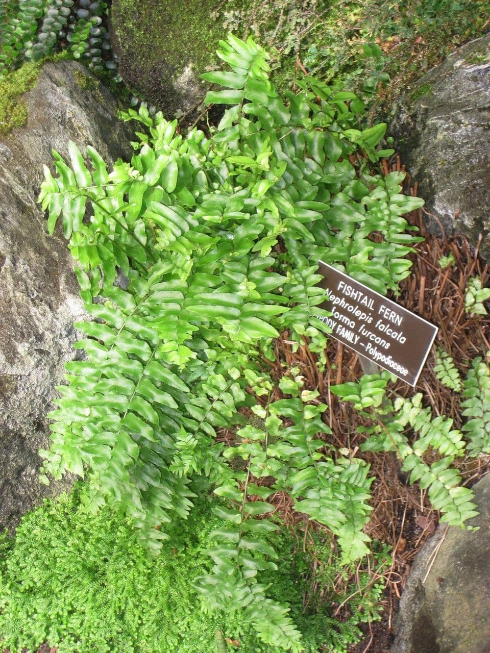 Nephrolepis