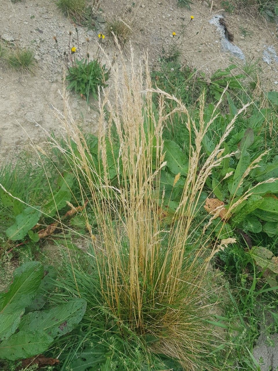 Festuca ovina 18