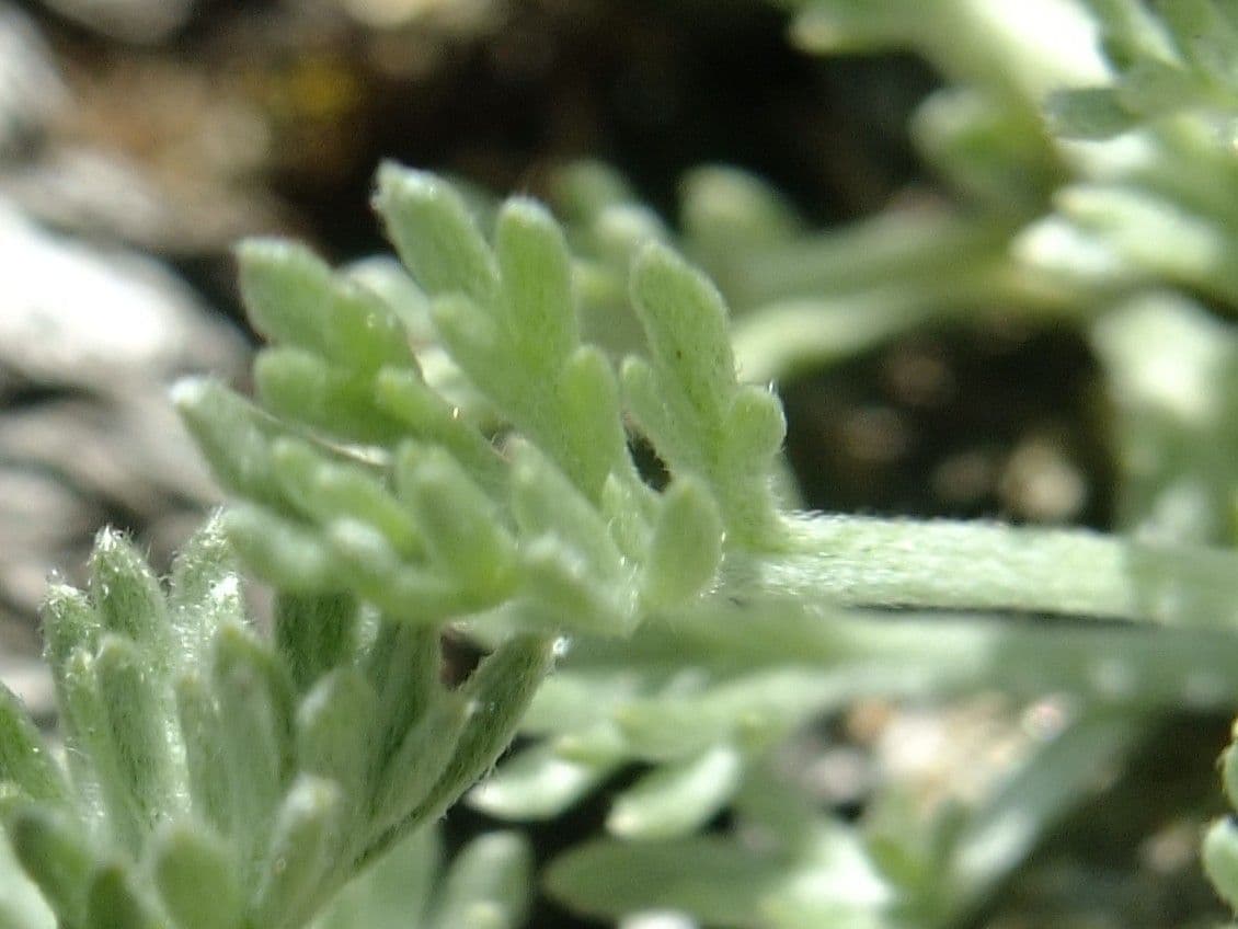Artemisia glaciale 13