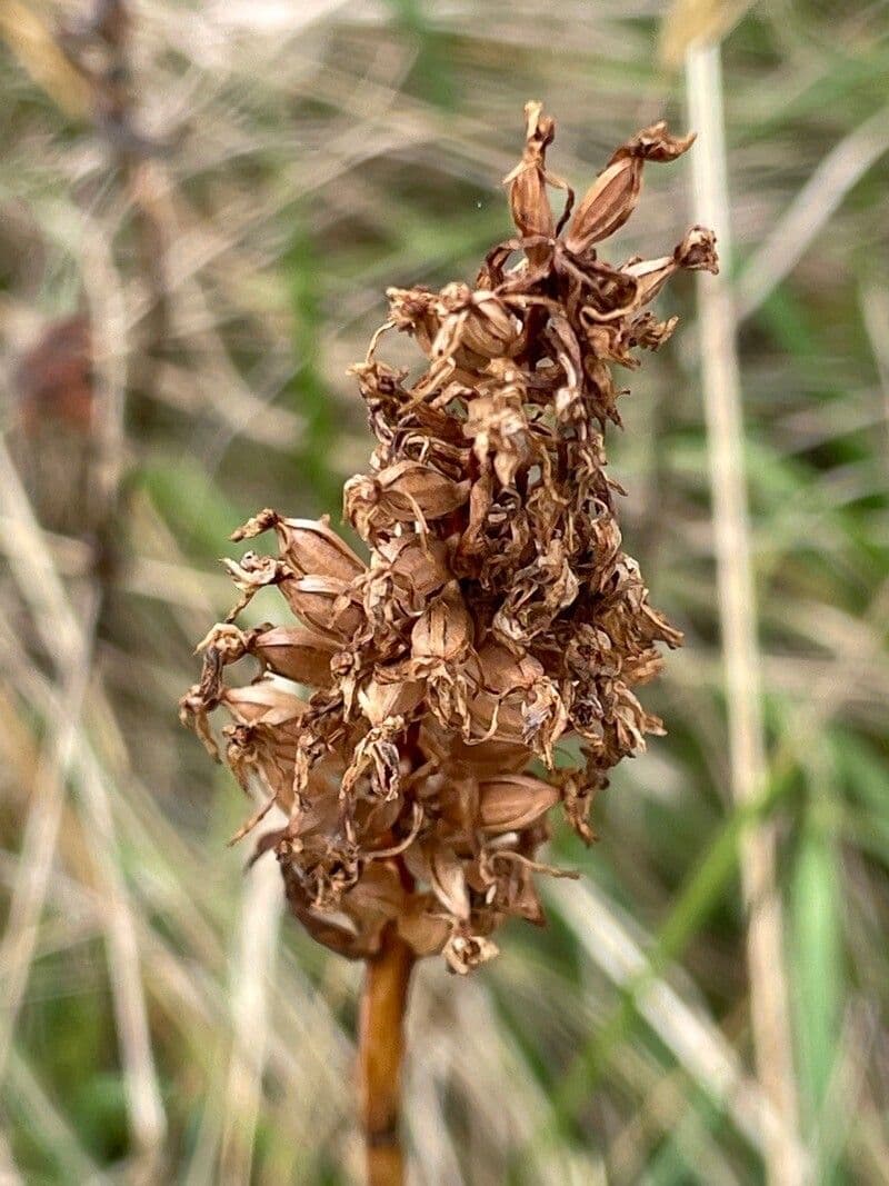 Orchis pyramidal 5
