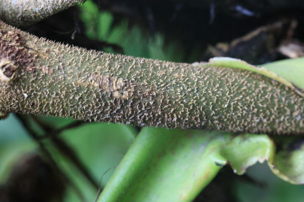 Syngonium 15