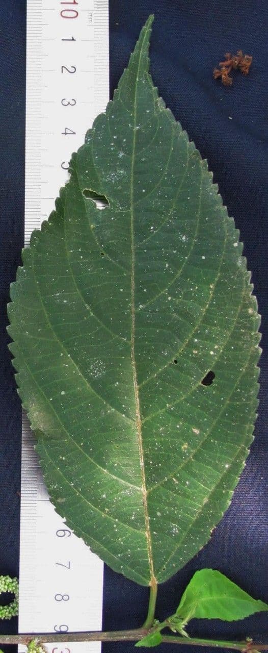 Acalypha diversifolia 12