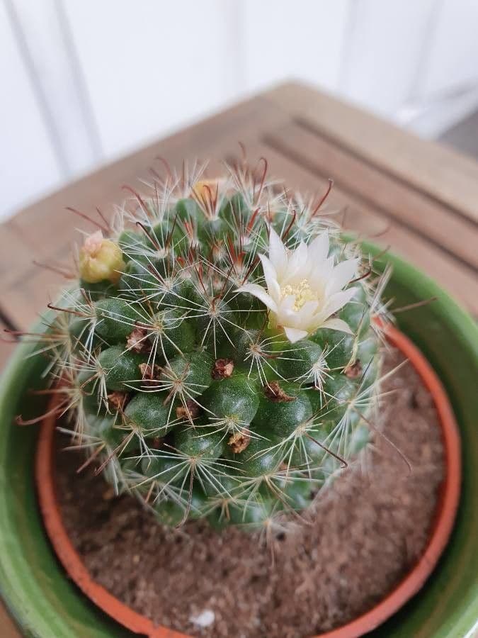 Cactus di Zeilmann
