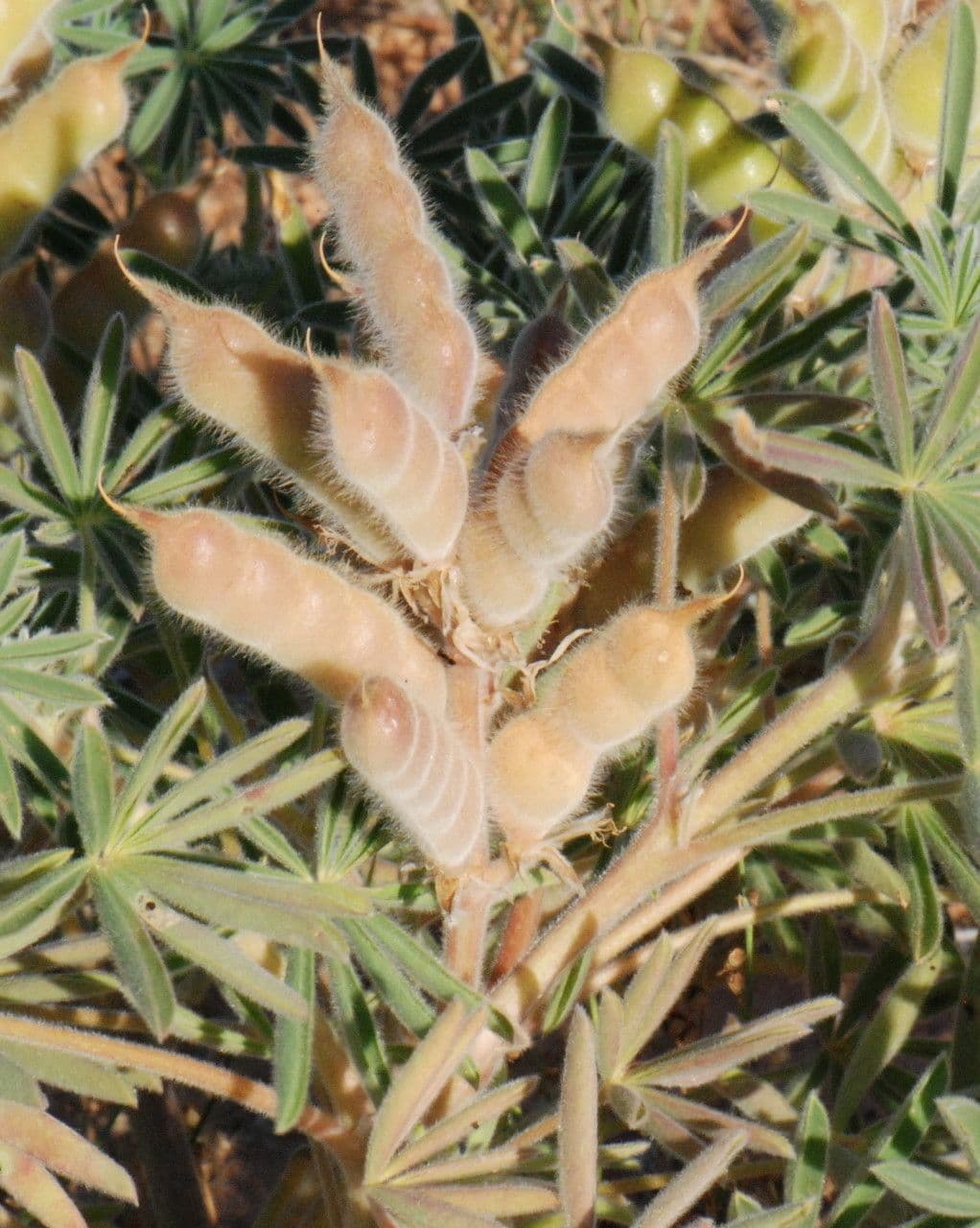 Lupino 5