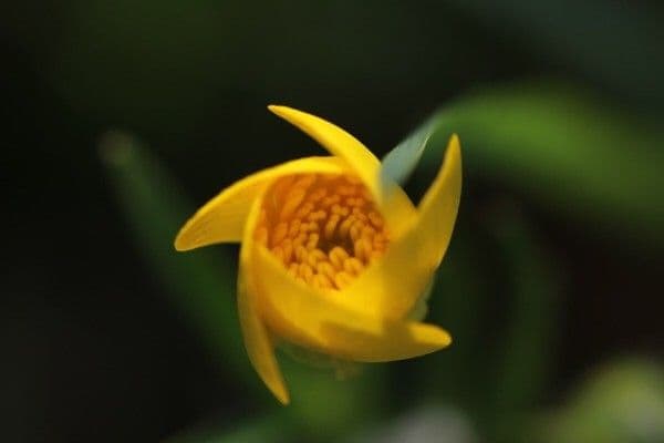 Ranuncolo millefoglie 9