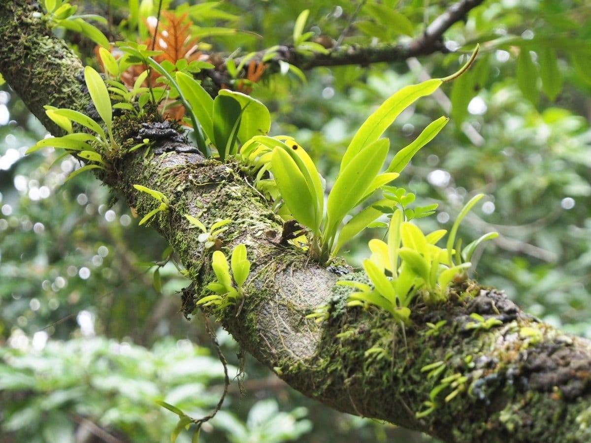 Bulbophyllum 10