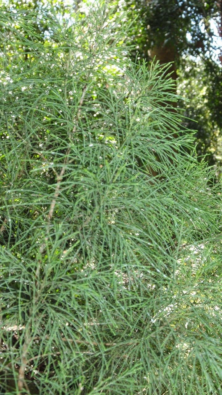Gymnostoma 3