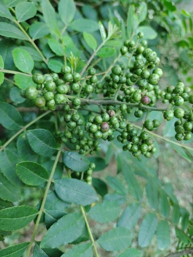 Zanthoxylum