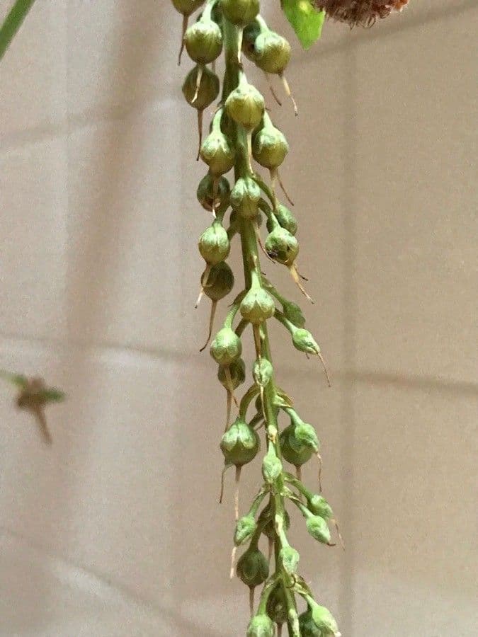 Erba lucciola