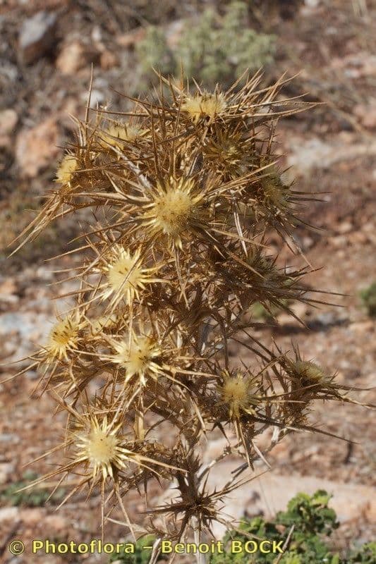 Cardo cretese 2