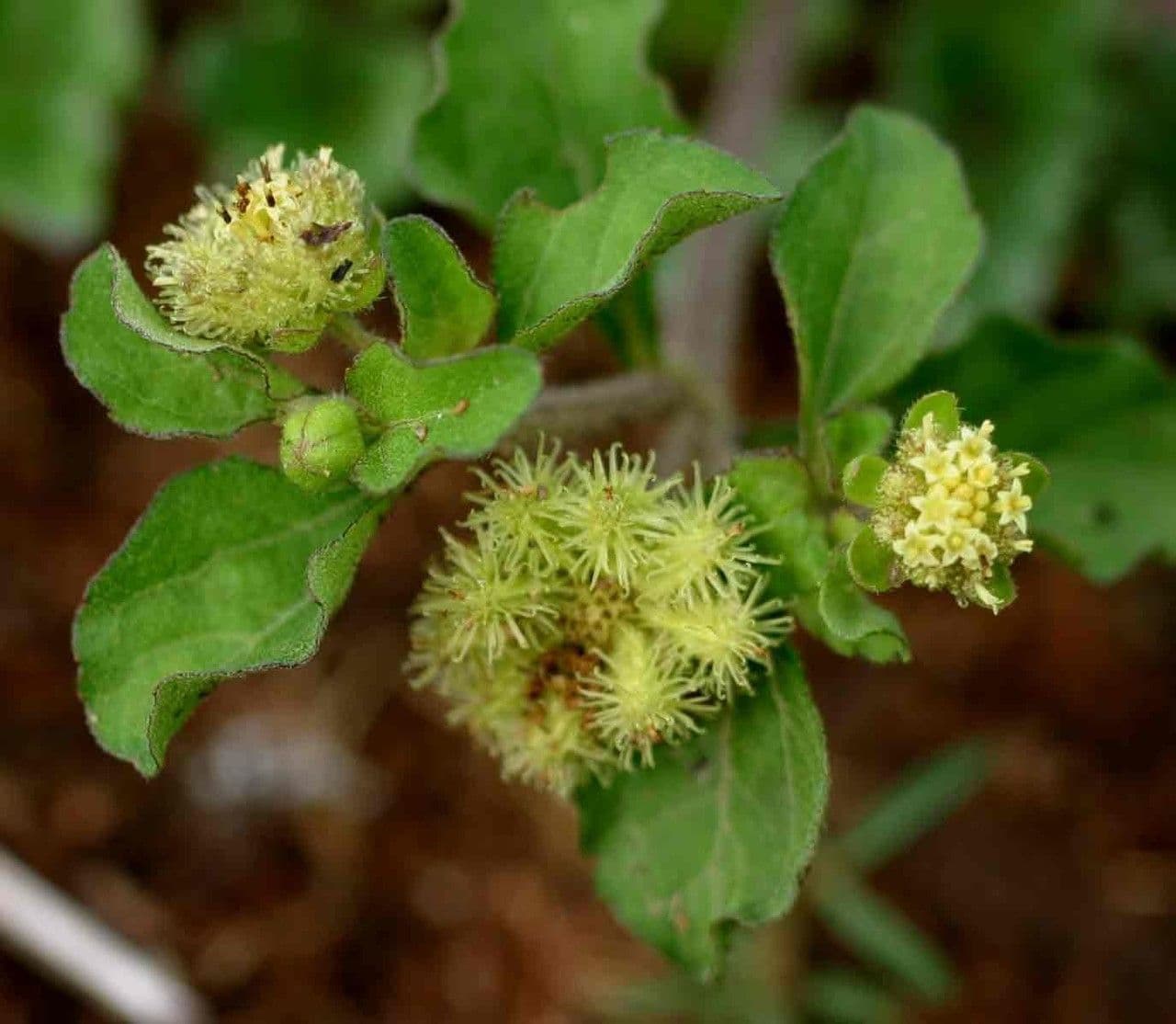 Acanthospermum australe 15