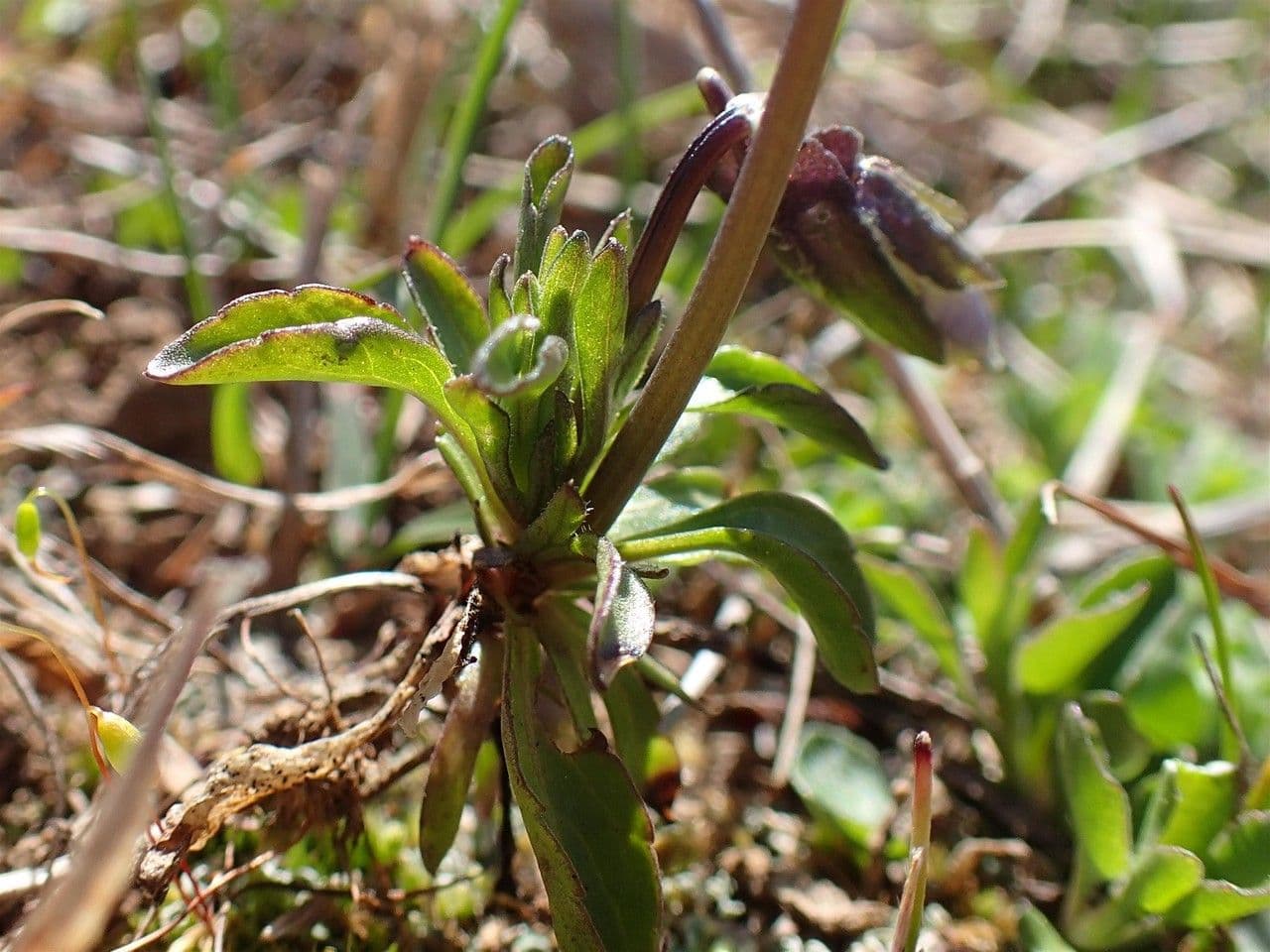 Viola con sperone 7
