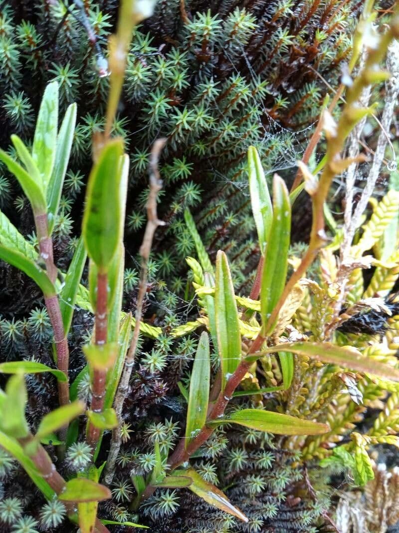 Epidendrum 6