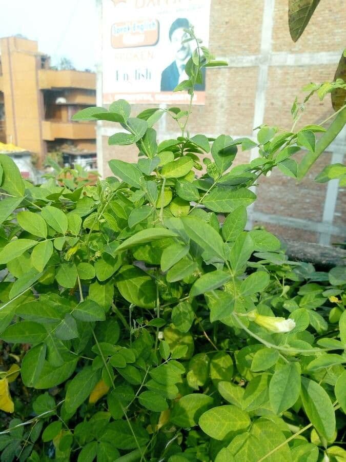 Clitoria ternatea 17