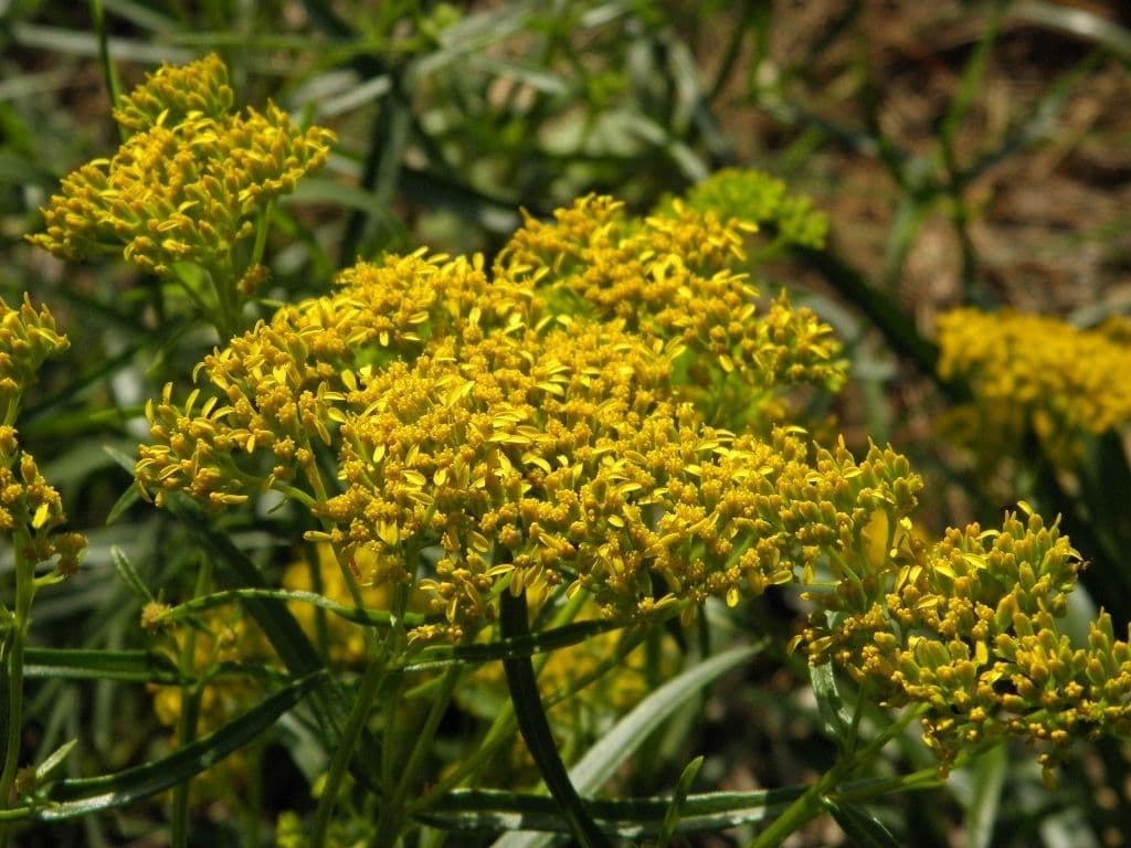 Flaveria lineare 4