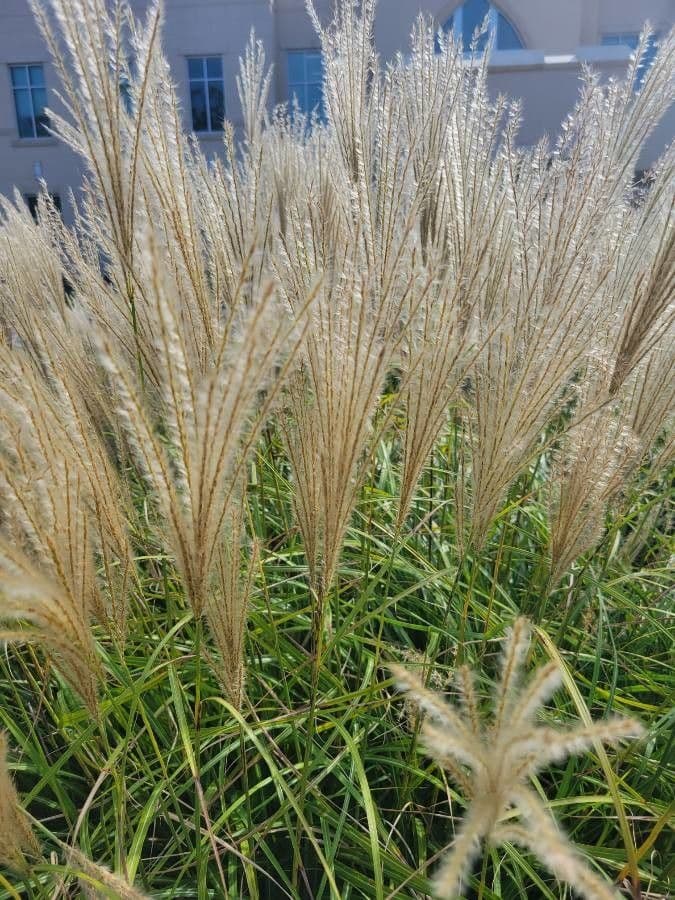 Miscanthus cukroplodý 3
