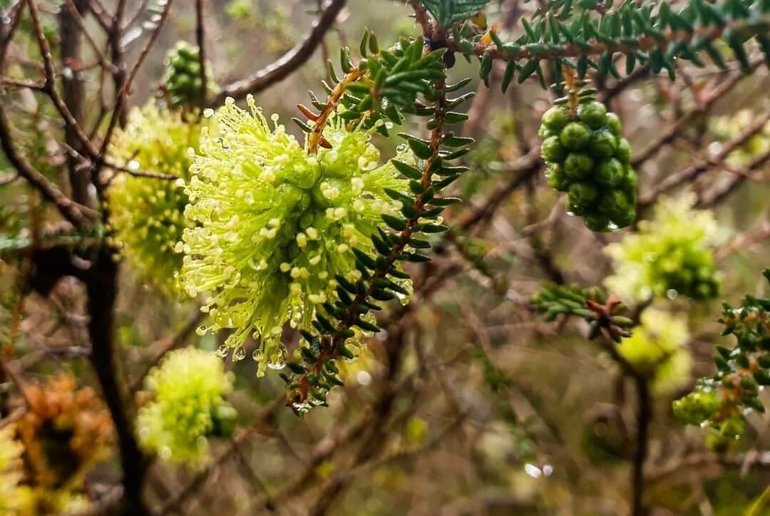 Melaleuca 2