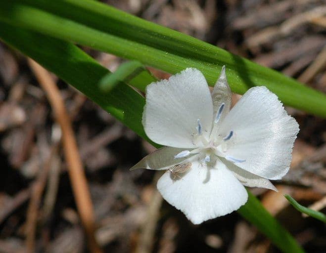 Calochortus 4