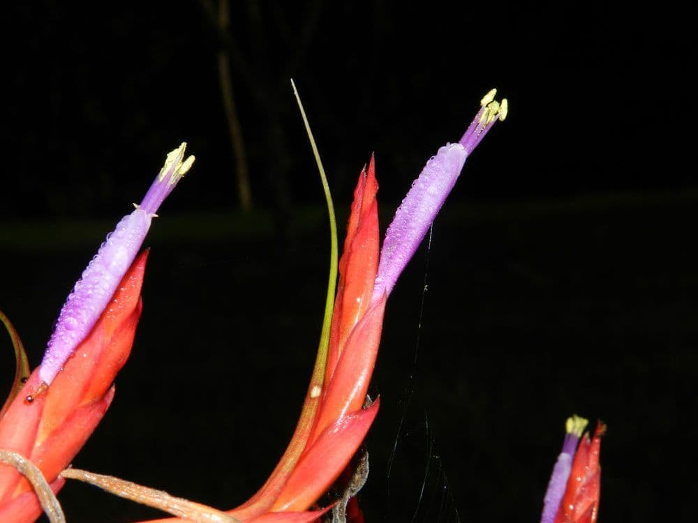 Tillandsia flexueuse 4