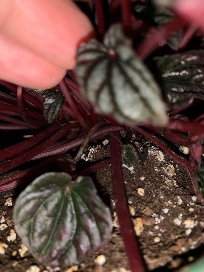 Peperomia 24