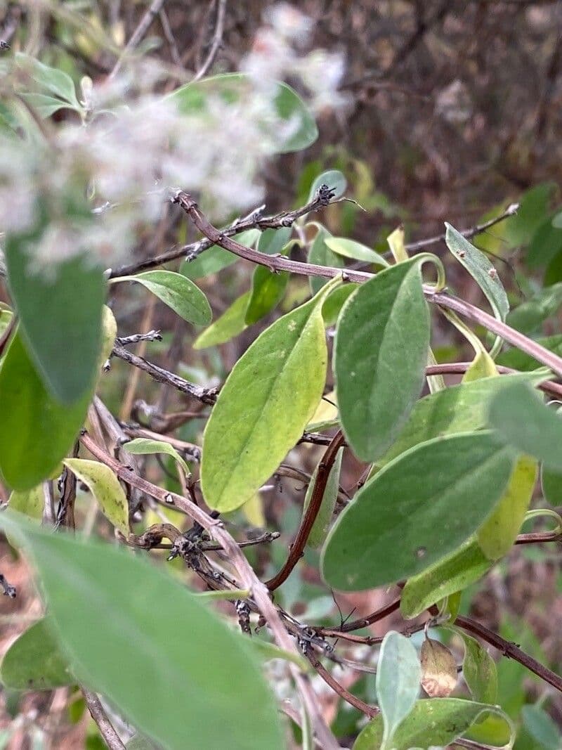Bystropogon 12