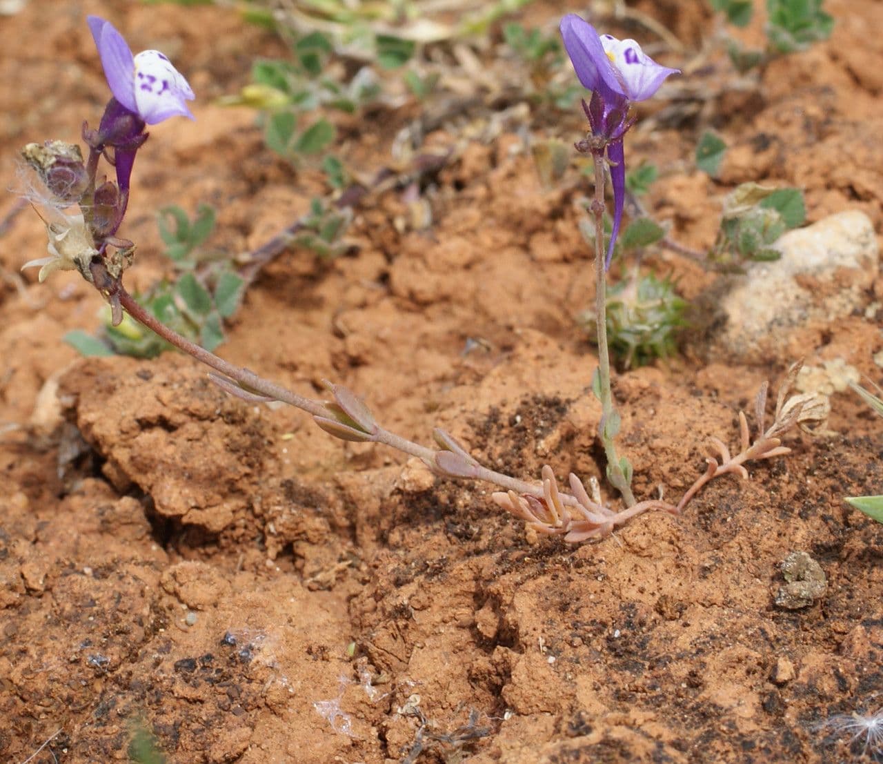 Linaria ametista 6
