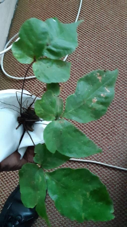 Tectaria heracleifolia 8