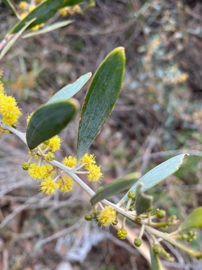 Acacia 2