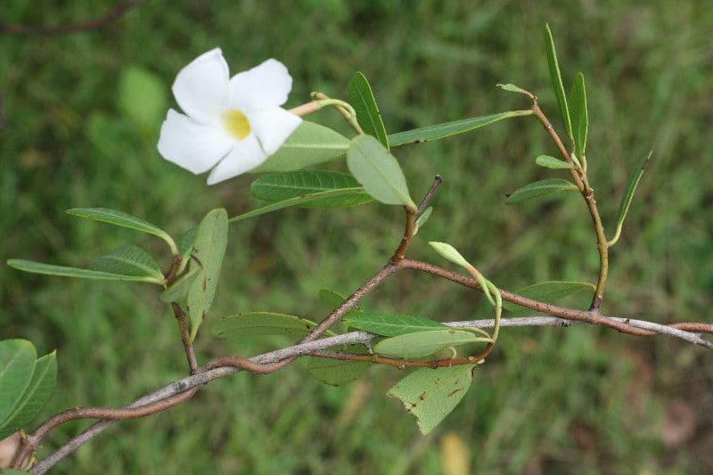 Rhabdadenia 7
