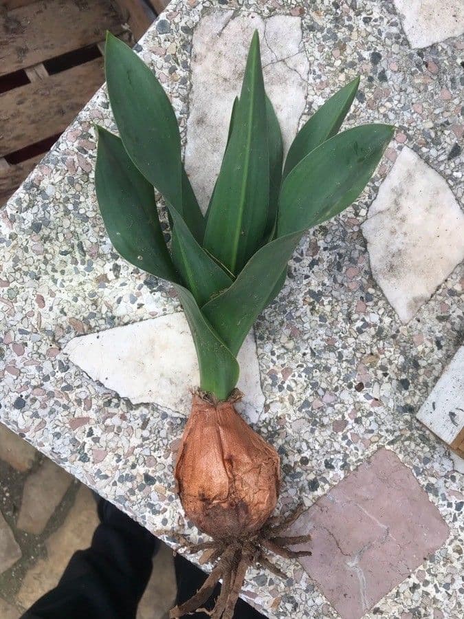 Scilla marittima 18