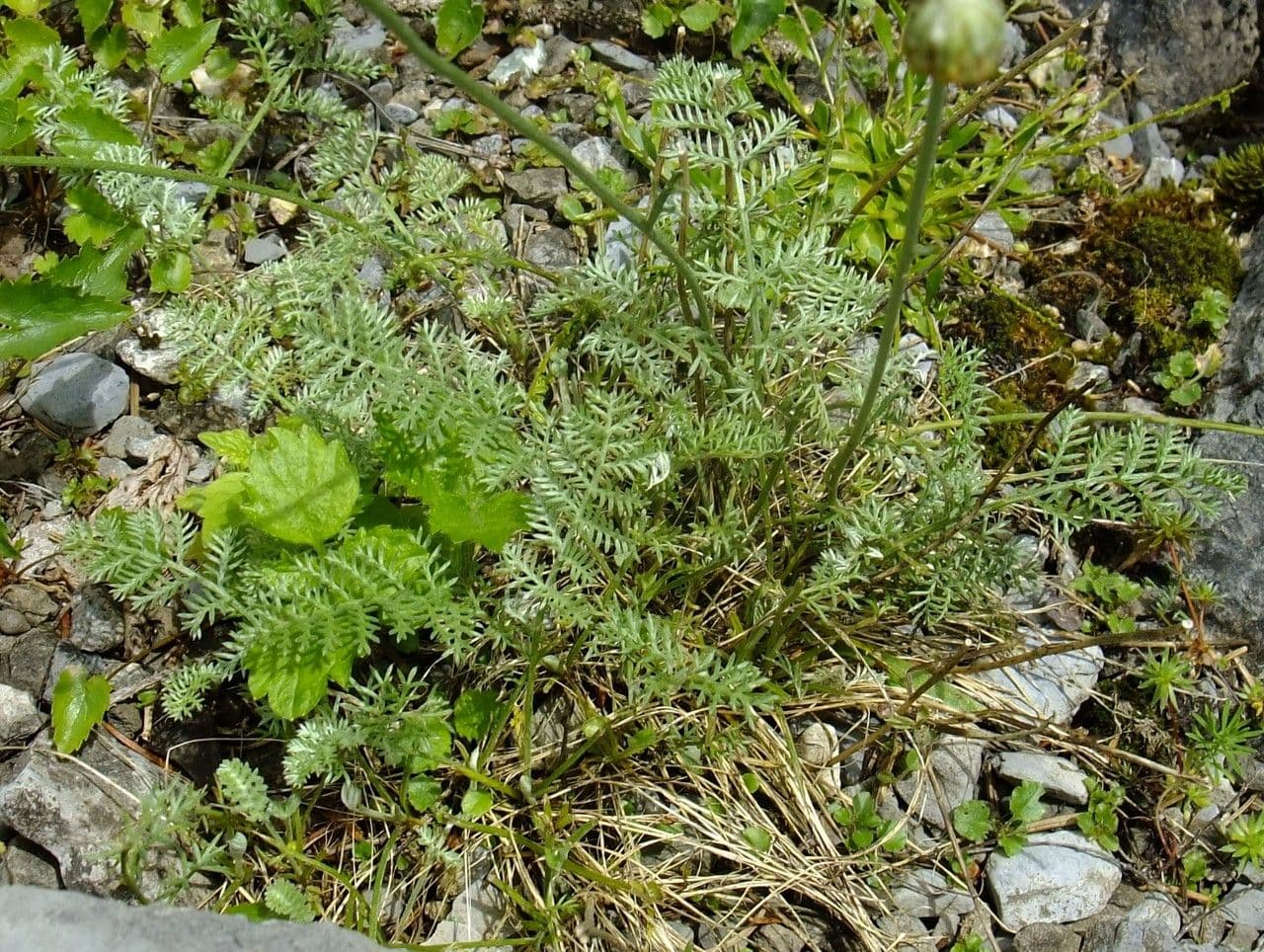 Camomilla 5