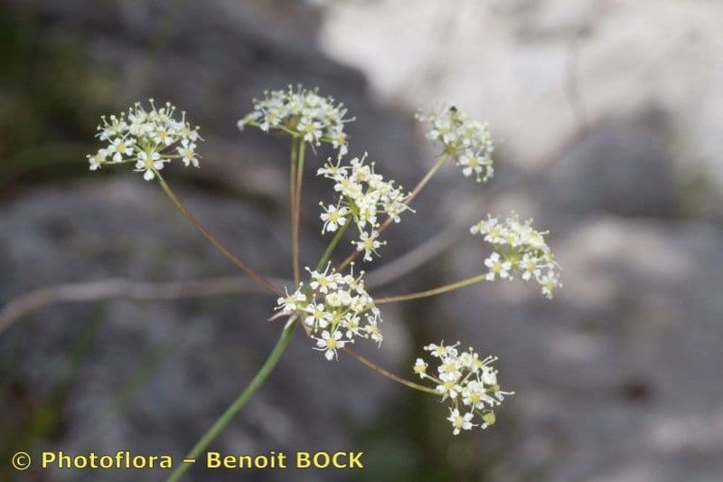Buvik 5