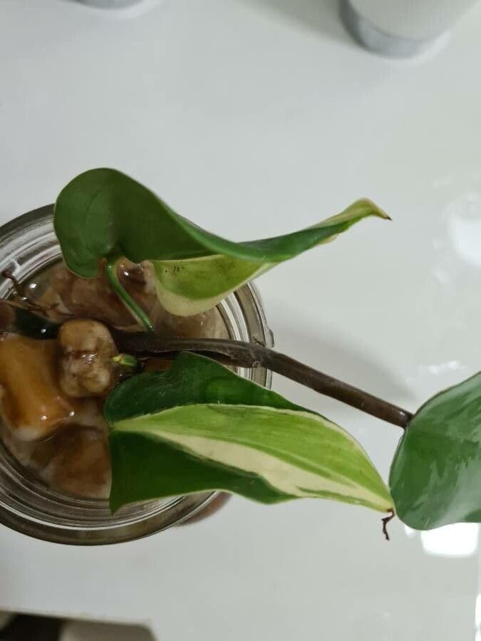 Philodendron cordiforme 7