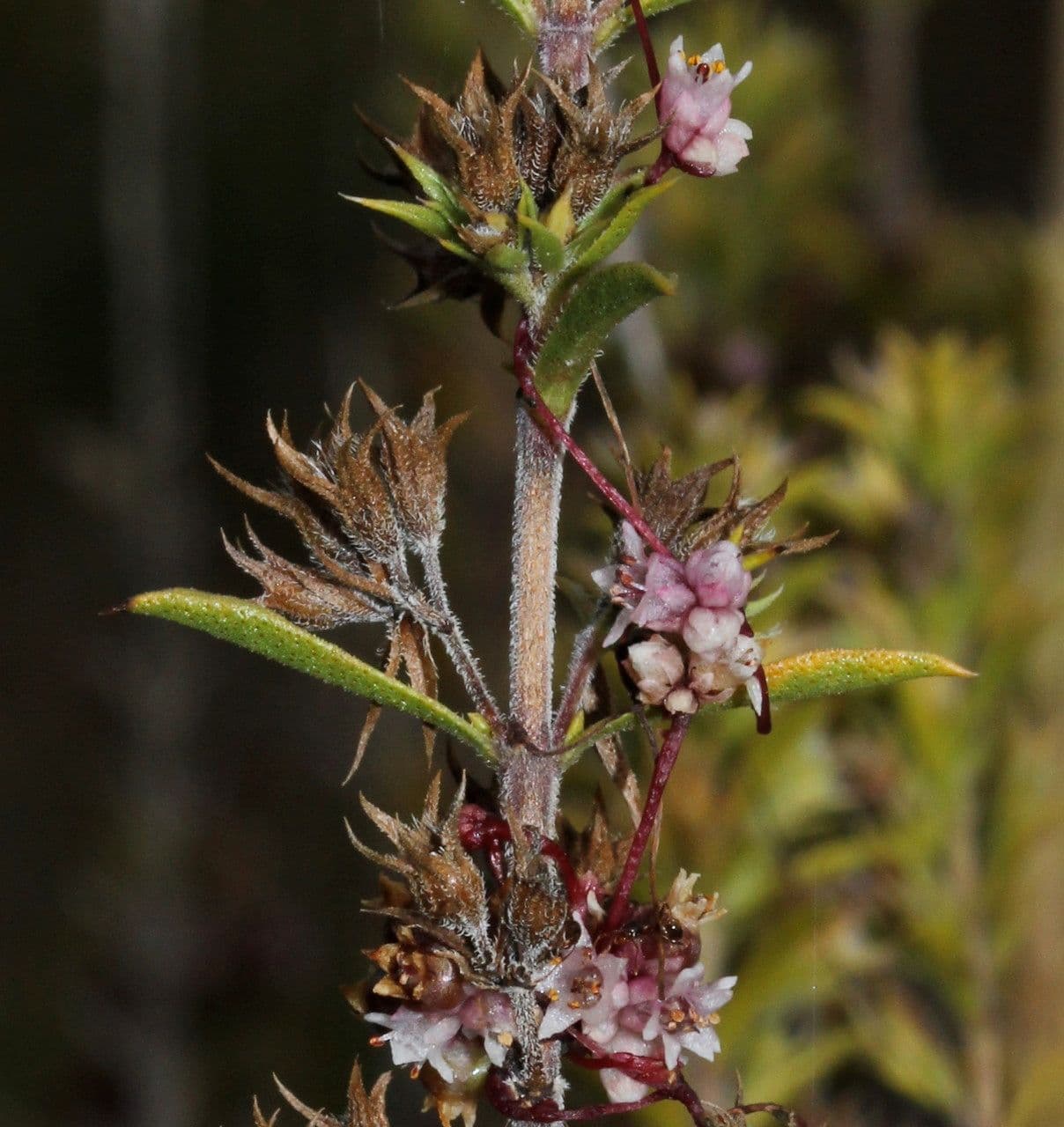 Cuscuta del timo 28