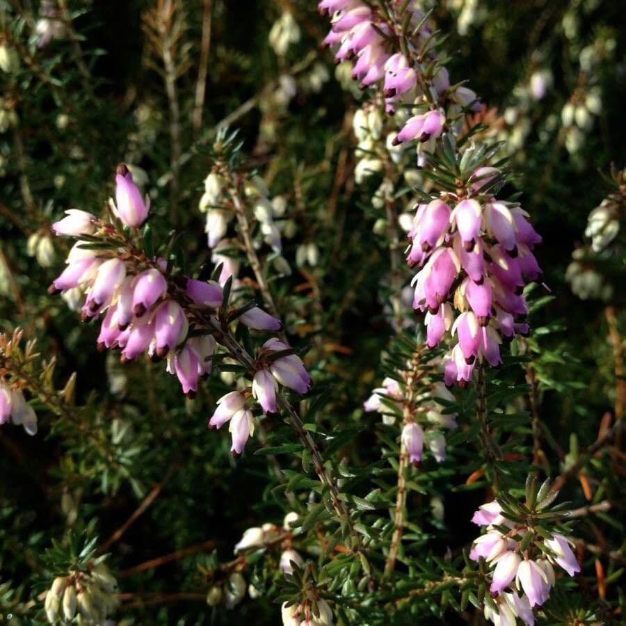 Graue Heide 15