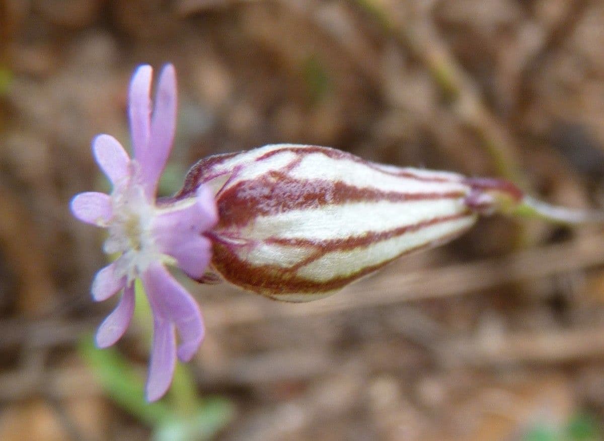 Silene secundiflora 8