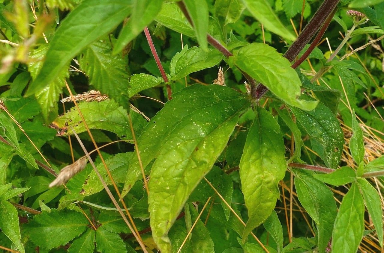 Eupatorio 17
