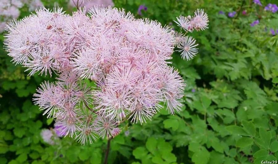 Akeleiblättrige Wiesenraute 9