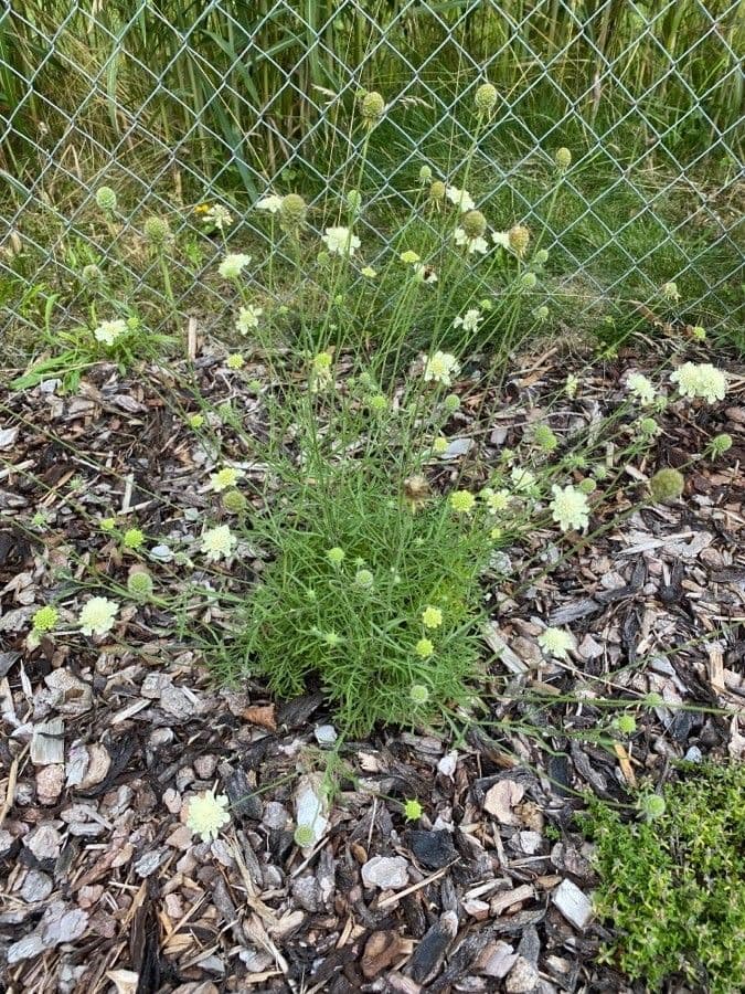 Ockergelber Witwenblumen 13