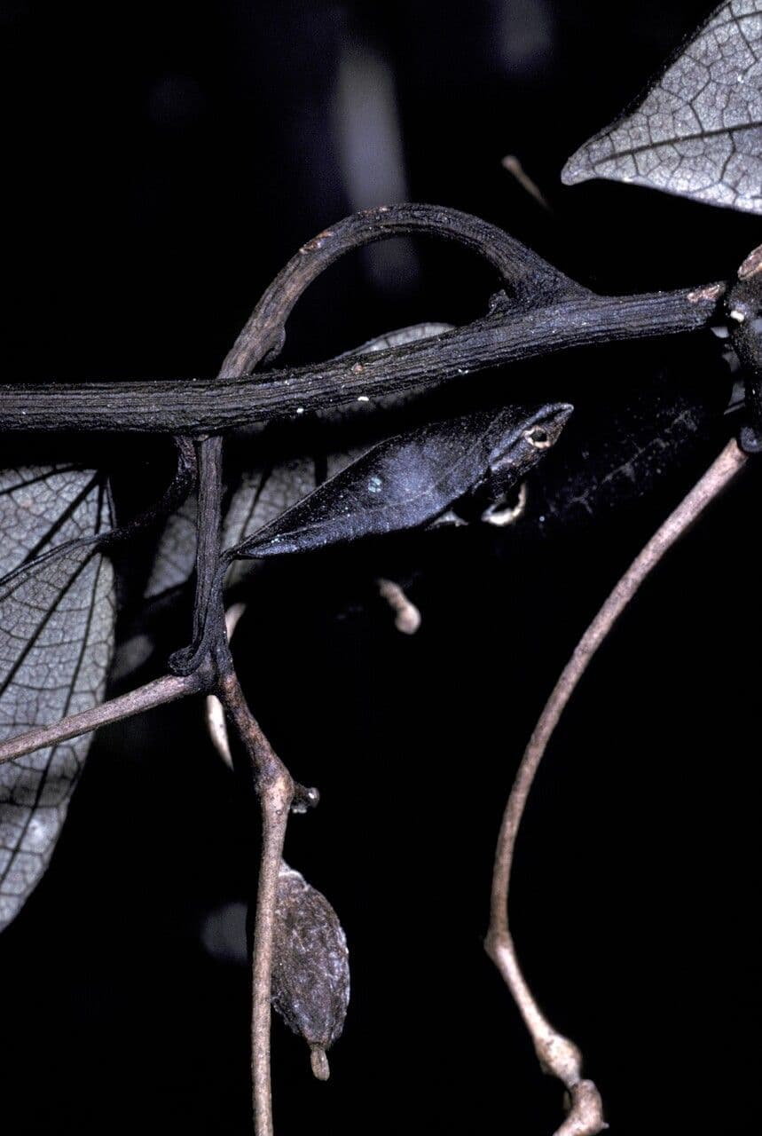 Sparattanthelium 4