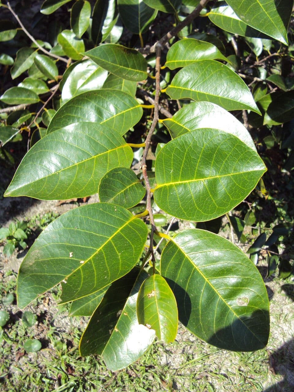 Korkbaum 17